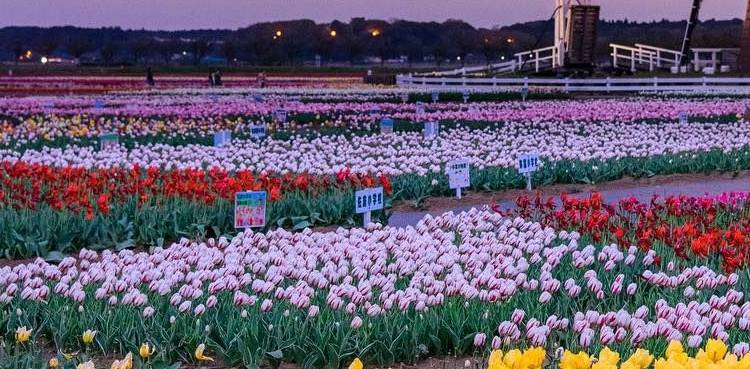 Japan Tulips