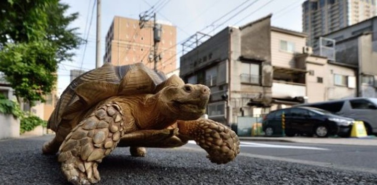Woman fine turtle coronavirus lockdown