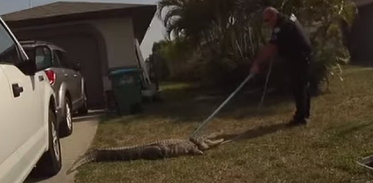 alligator