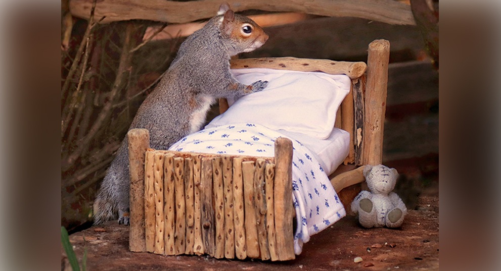photographer, squirrel
