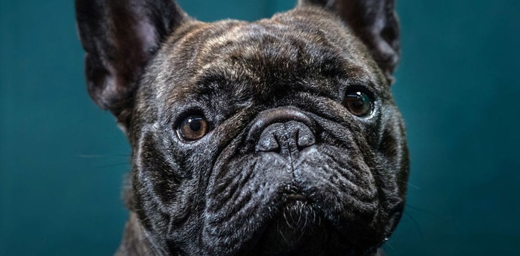 French bulldog dog attack woman death