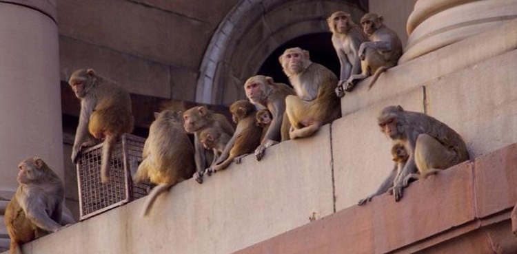 Monkeys blood samples COVID-19 India