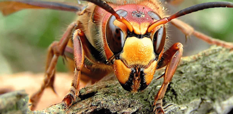 Murder hornets
