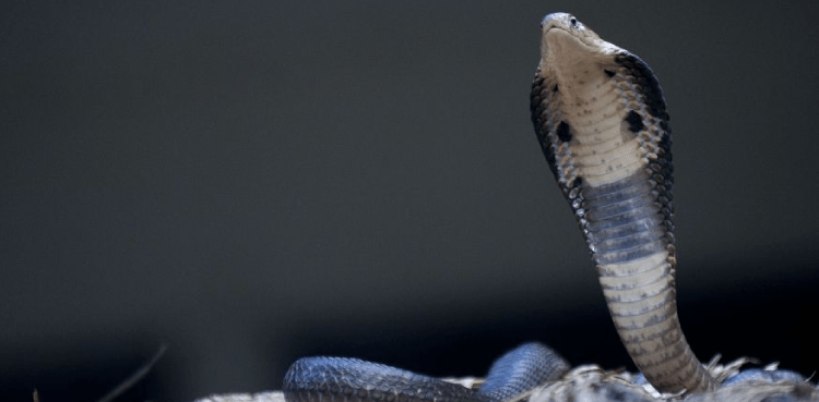 Husband kills wife cobra