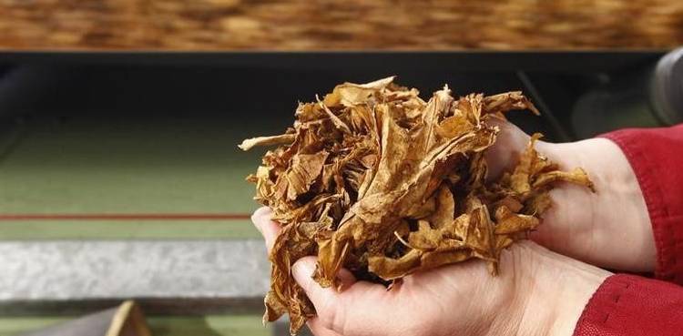 tobacco leaves COVID-19 vaccine