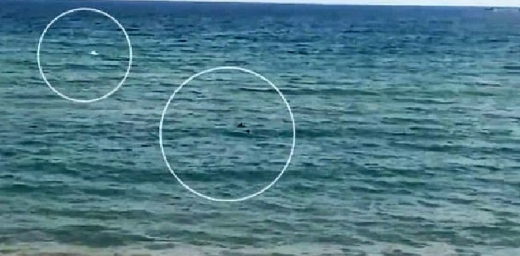 Shark
