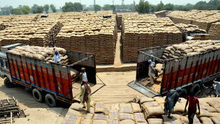 Sindh Wheat Release