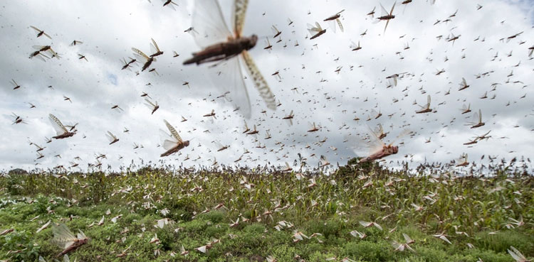 locust swarm NLCC operation