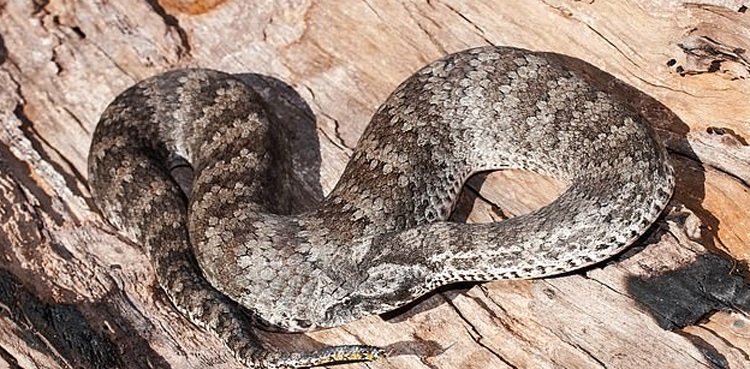 Karachi airport, snakebite