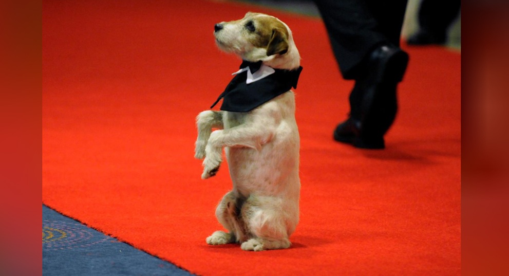 Terrier Uggie, The Artist, Cannes
