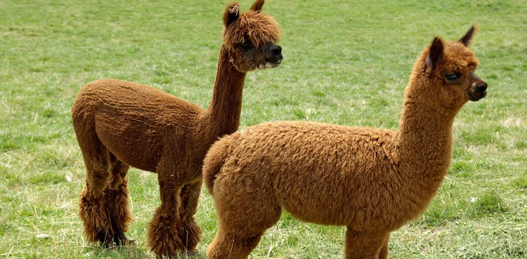 Alpacas antibodies coronavirus research nanobodies