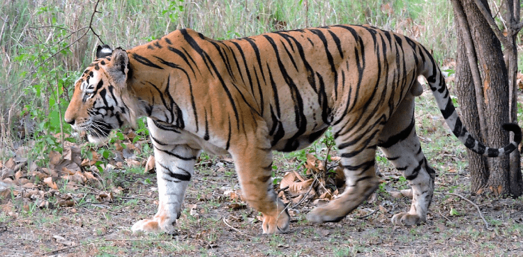 Man eater tiger