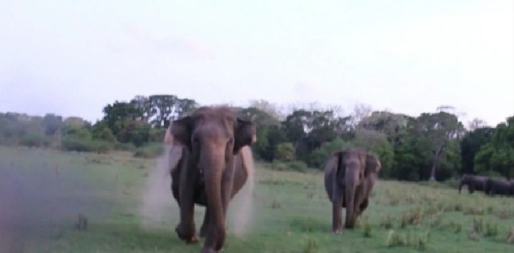 elephant