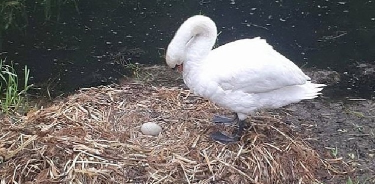 Swan