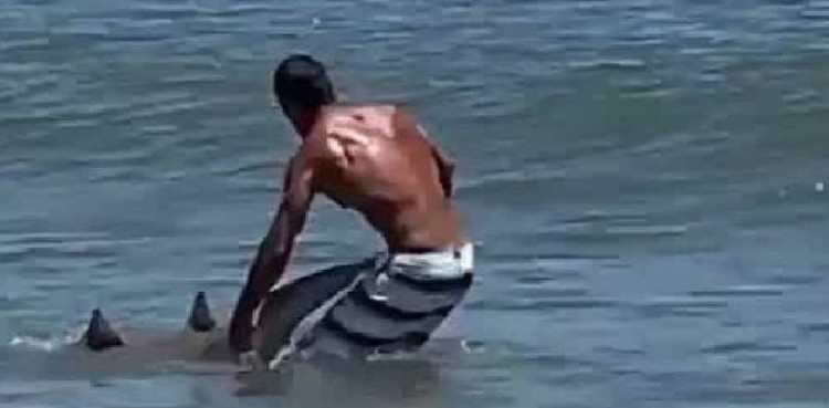 shark