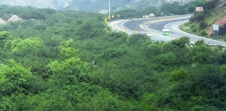 Smibli Forest