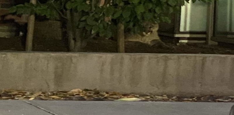 mountain lion