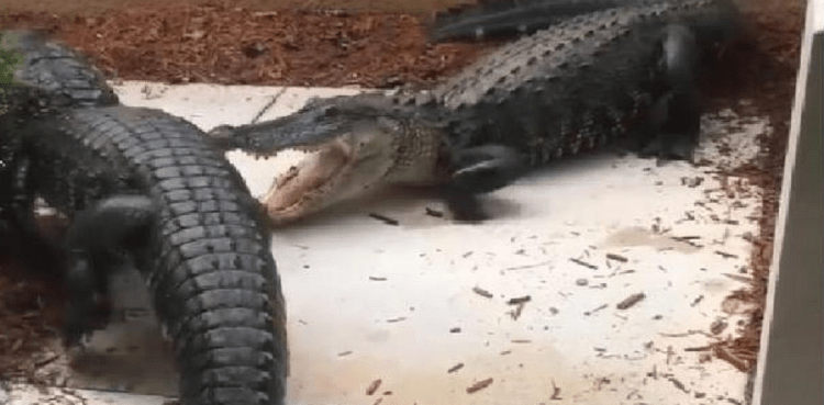 alligators
