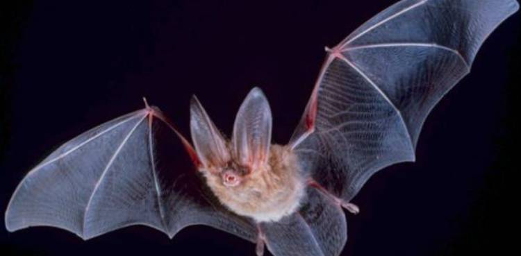 bats coronavirus