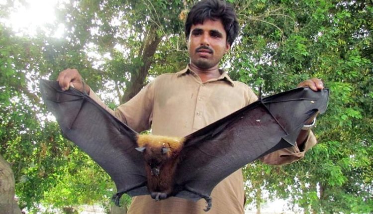 wild-bat attack, mango orchard, faisalabad