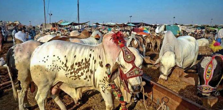 PDMA Punjab, cattle markets, heatwave safety measures