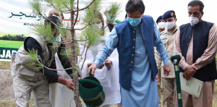 Tree Plantation Drive