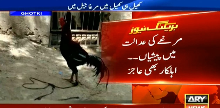 Rooster bail court hearing Ghotki gambling