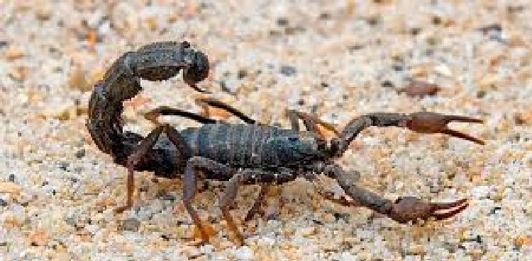 scorpion