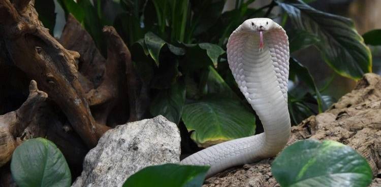 Cobra animal trafficking