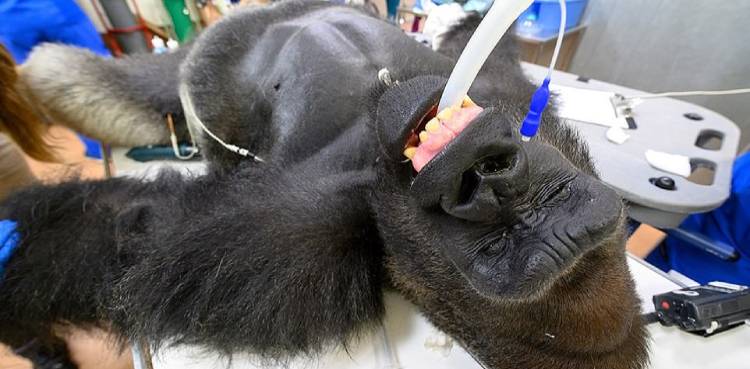 gorilla coronavirus test fight zoo
