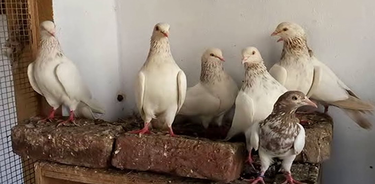pigeons theft, Karachi