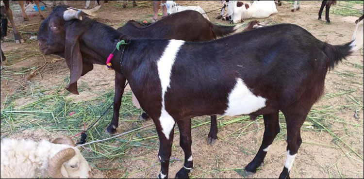 Punjab youths offer sacrificial goat for Rs1000 a kilo goat