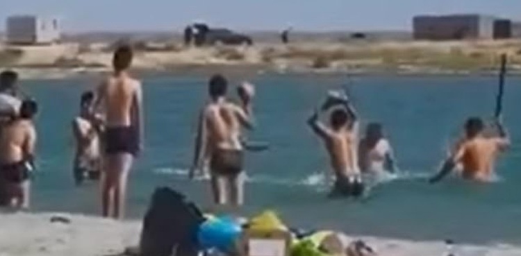 Seal beaten tourists viral video