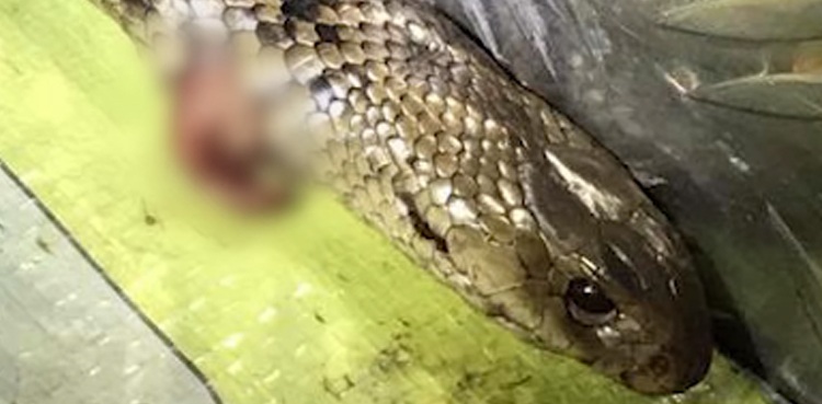 Highway police driving deadly snake video