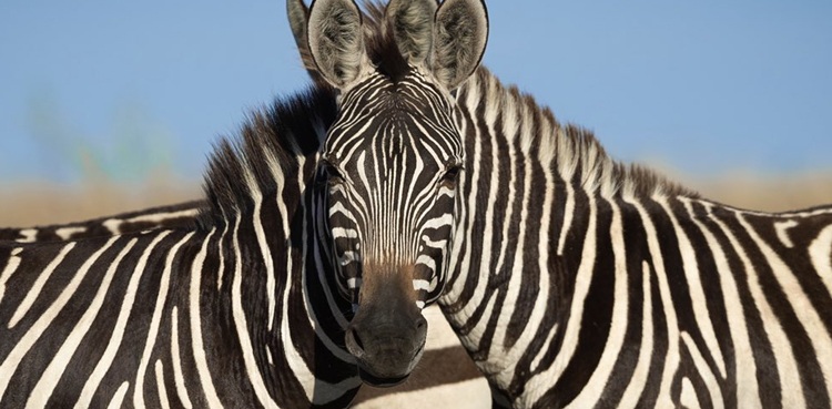 Zebras viral photo optical illusion