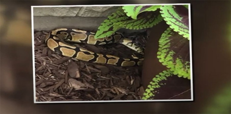 Snake chicago family