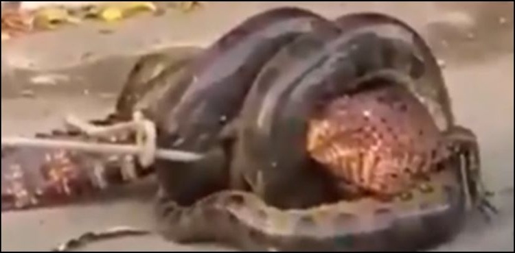 anaconda swallows alligator