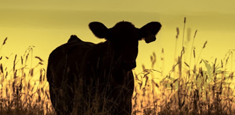 Mutant calf