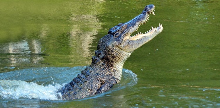 Teenager survives attack crocodile