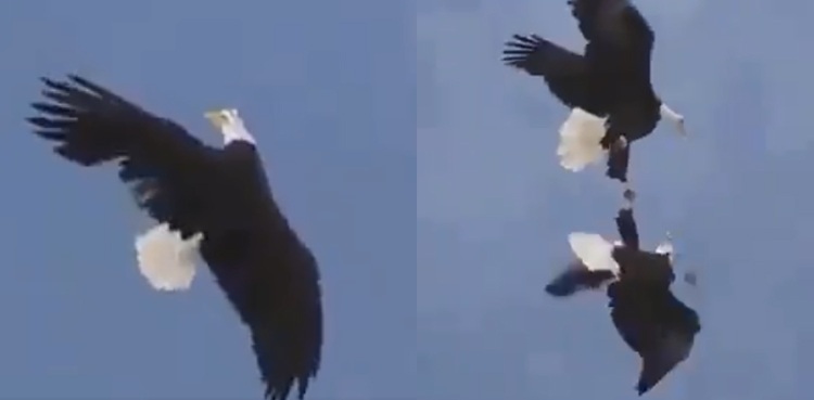 viral video aerial acrobatics bald eagles