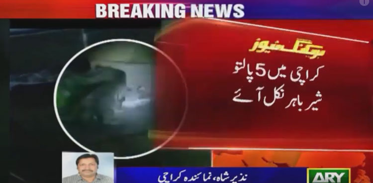 lion karachi farmhouse escape