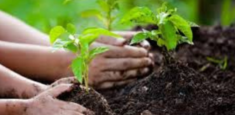KP plantation