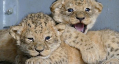 Lioness gives birth to two cubs at Peshawar zoo