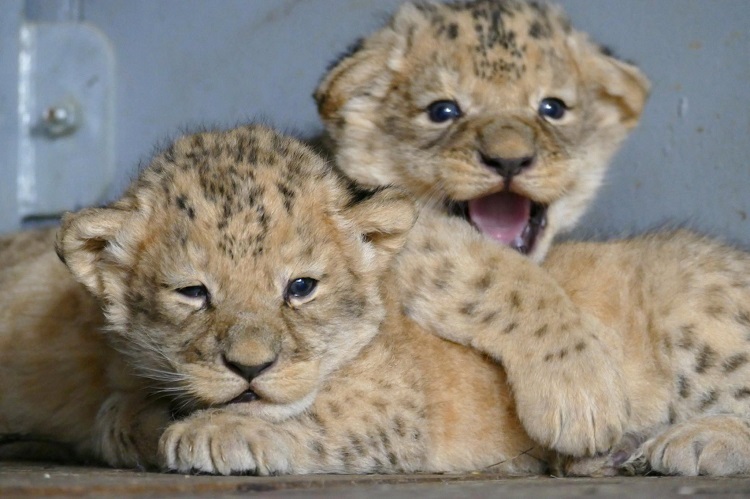 Peshawar Zoo