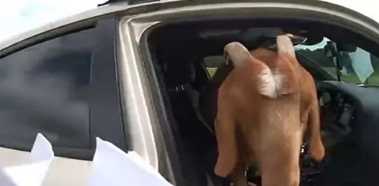 Goat-police-car-paperwork