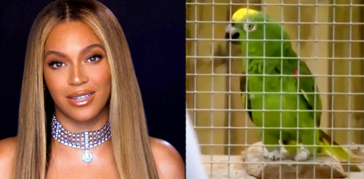 Parrot soulful rendition