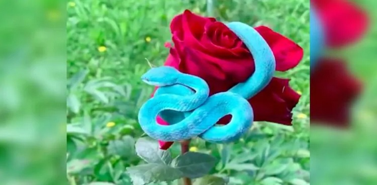 video blue snake red rose