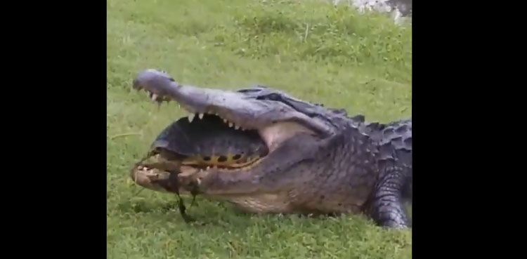 alligator turtle social media viral video