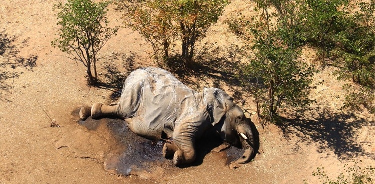elephant death botswana