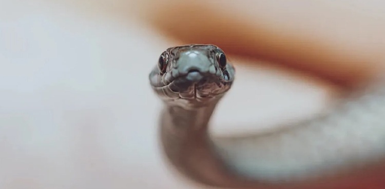 snake anti-venom vaccine sukkur girl
